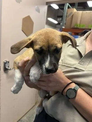 A baby medium-sized female Pit Bull Terrier dog named Topaz $ for adoption in Seneca, SC