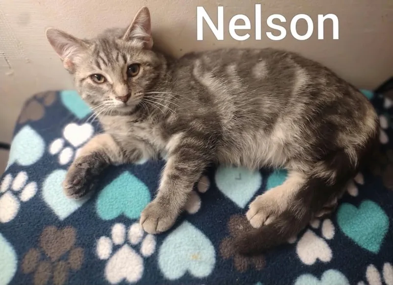 A baby medium-sized male Gray / Blue / Silver Tabby cat named Nelson for adoption in Wyandotte, MI
