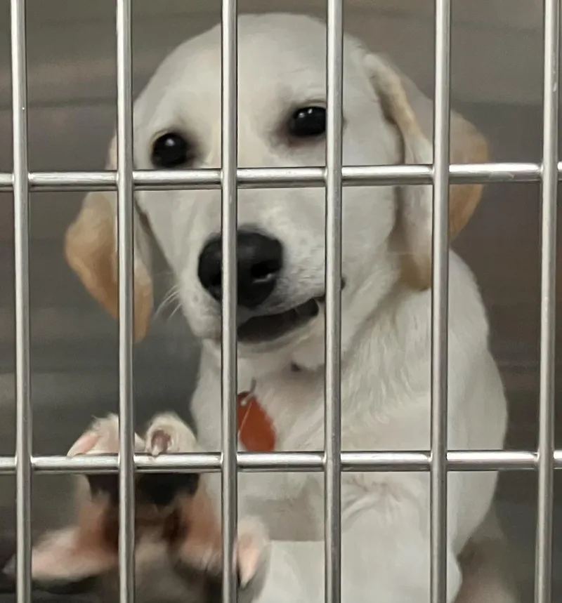 A baby medium-sized female Labrador Retriever dog named Lilly for adoption in Parma, OH