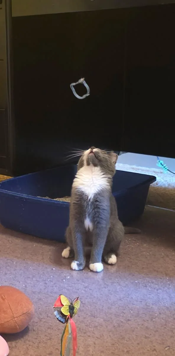 A baby small-sized female Gray & White Domestic Short Hair cat named Decker for adoption in Trexlertown, PA