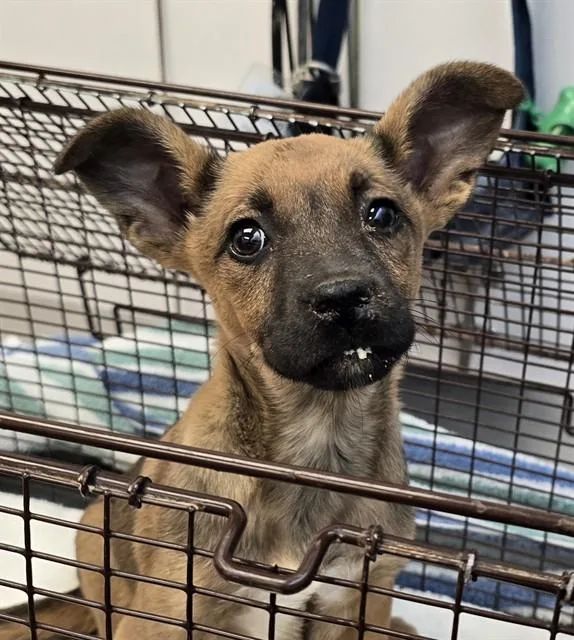 A baby small-sized female Chihuahua dog named Ivy for adoption in Tucson, AZ