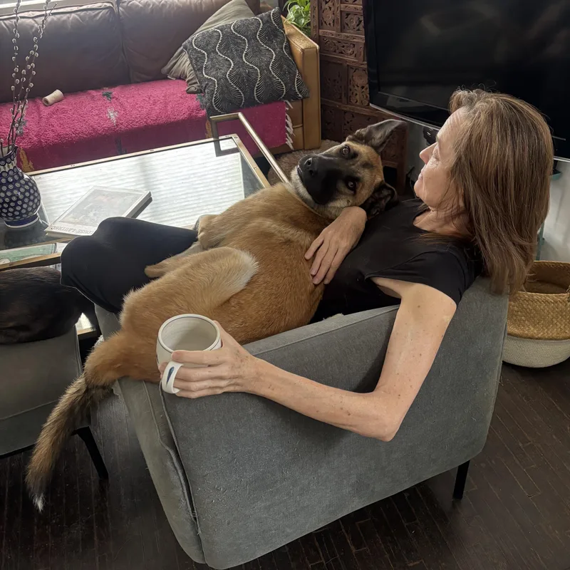 A young large-sized female Shepherd dog named Fern for adoption in Los Angeles, CA