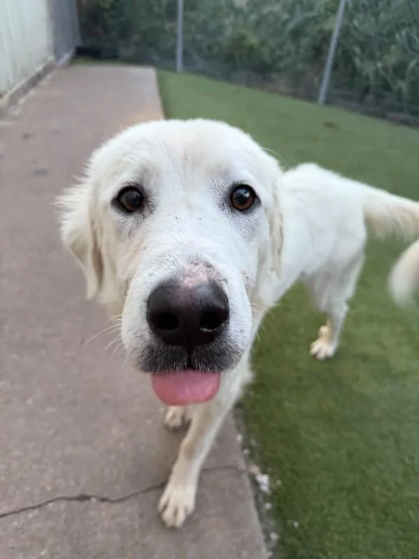 A young medium-sized female Great Pyrenees dog named Nona for adoption in Houston, TX