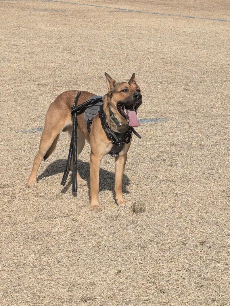 An adult medium-sized male Golden German Shepherd Dog dog named Copper for adoption in Yarnell, AZ