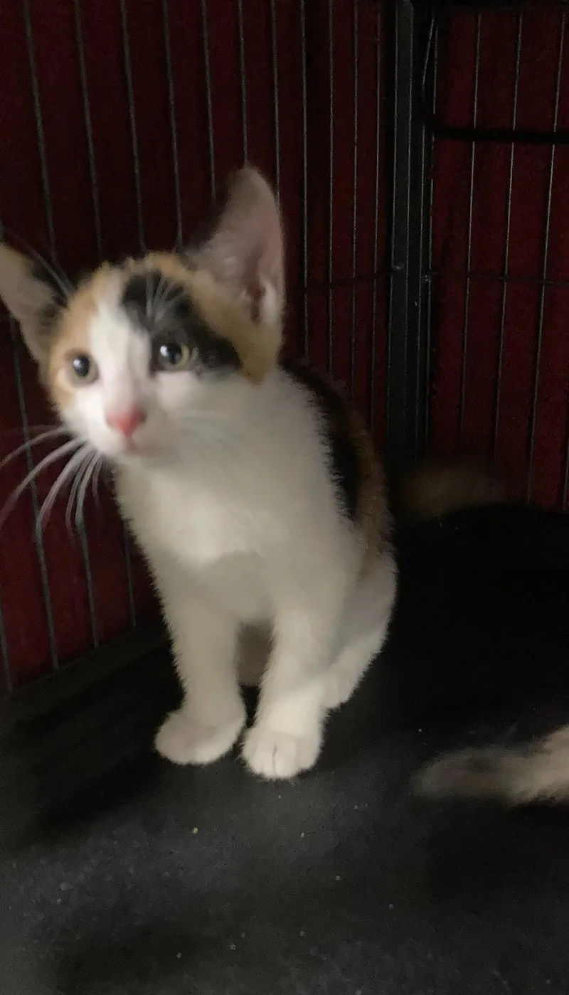 A baby medium-sized female Domestic Short Hair cat named Layla for adoption in Billings, MT