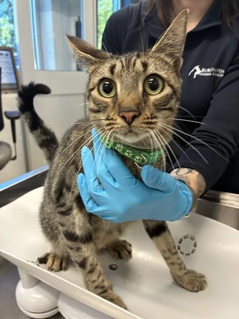 A young medium-sized female Domestic Short Hair cat named Sybill for adoption in Haw River, NC