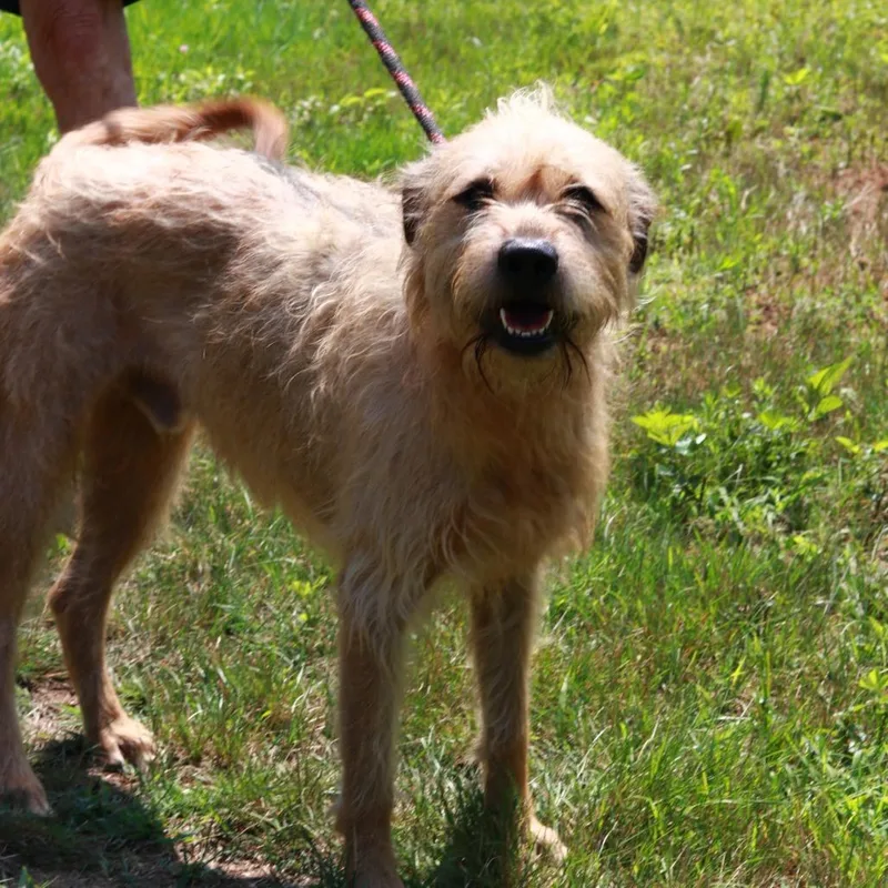 An adult medium-sized male Yellow / Tan / Blond / Fawn Terrier dog named CT Copper for adoption in Stormville, NY