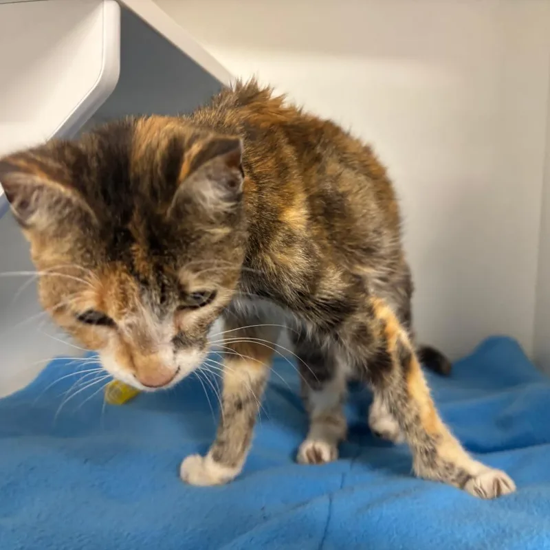 A senior small-sized female Domestic Short Hair cat named Little Lisa for adoption in St Joseph, MO