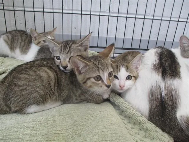 A baby small-sized female Domestic Short Hair cat named Spinach for adoption in Ocala, FL