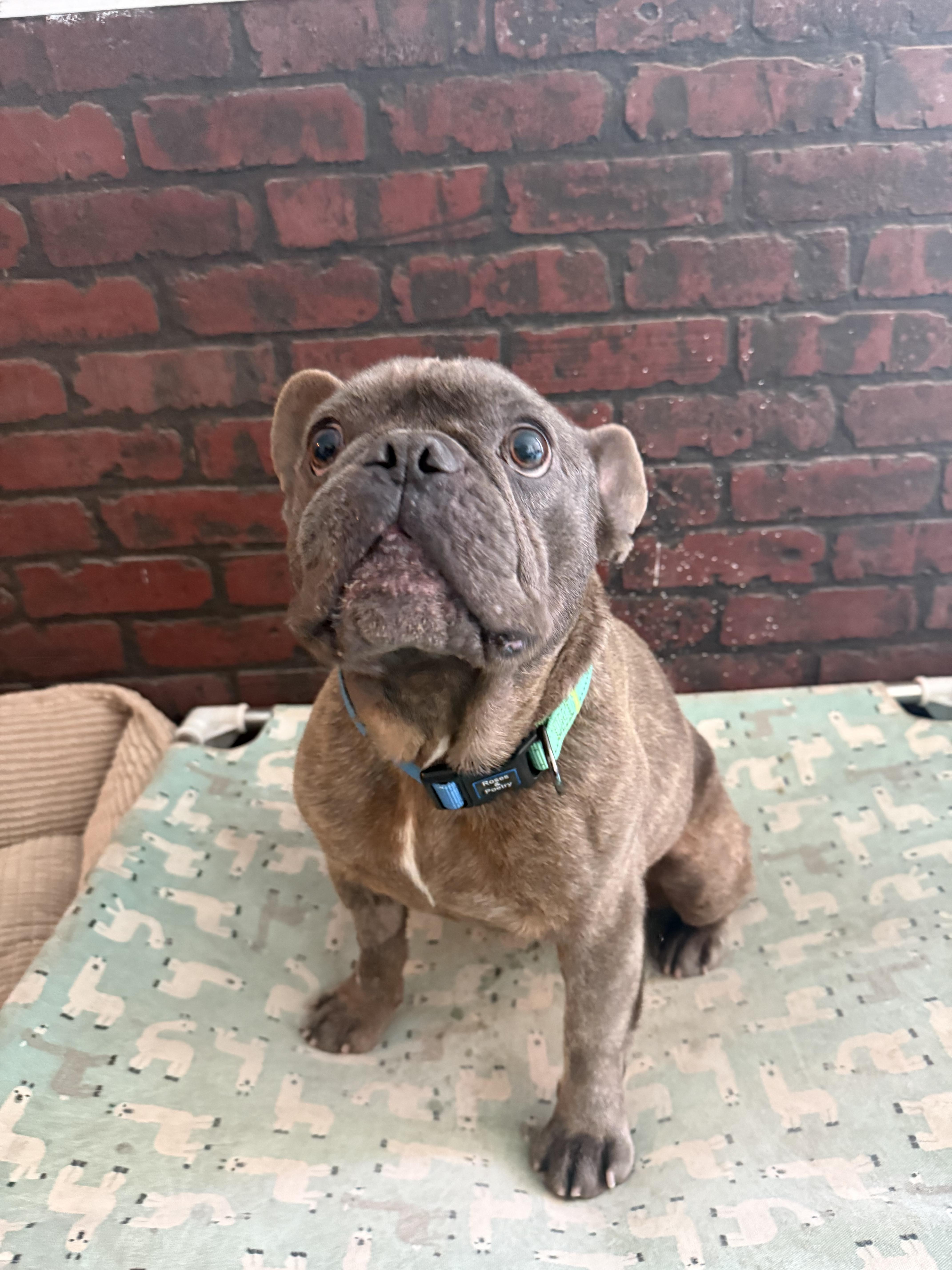 An adult medium-sized male French Bulldog dog named Brownie for adoption in Mesa, AZ