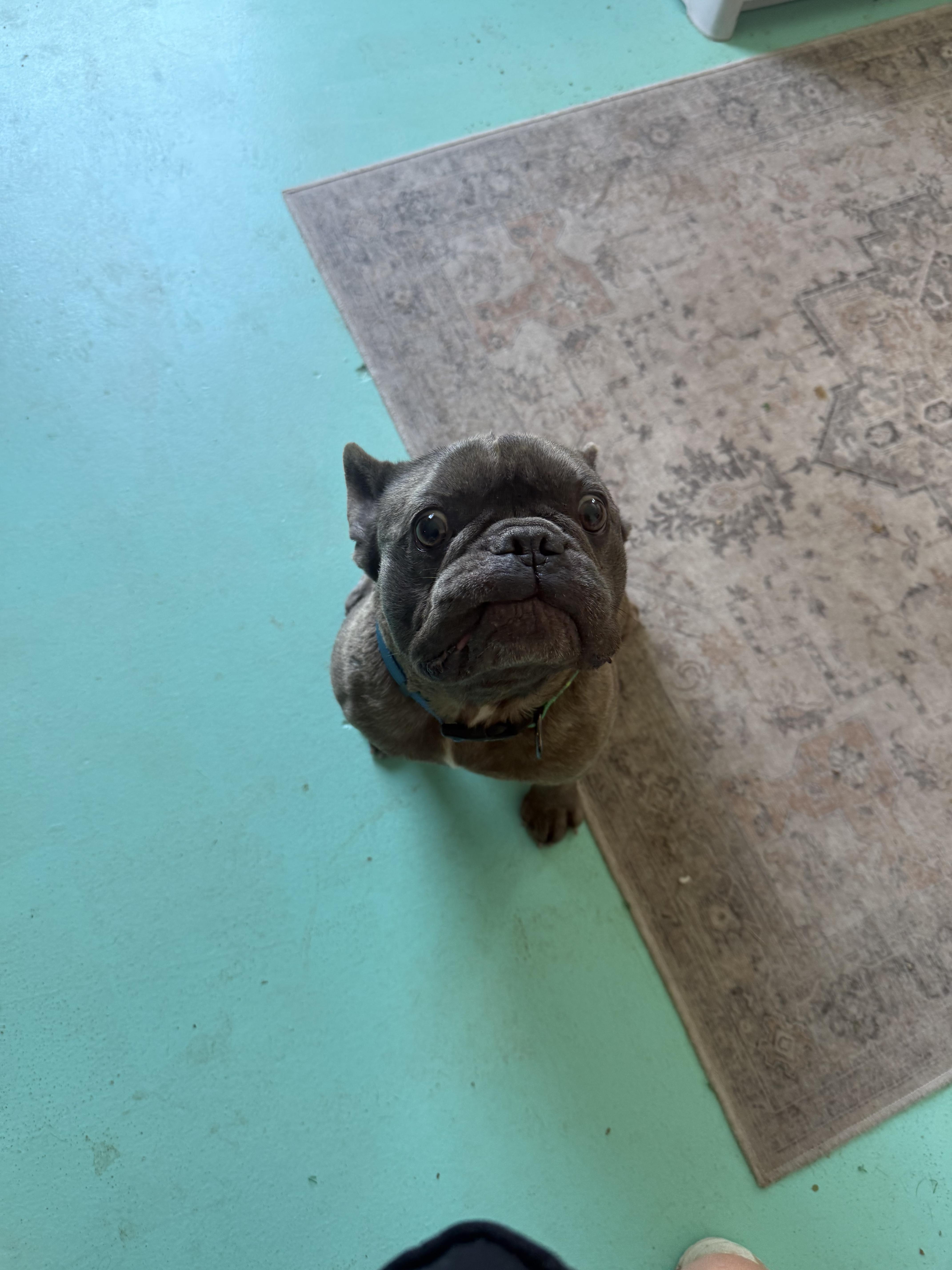 Brownie thumbnail 3