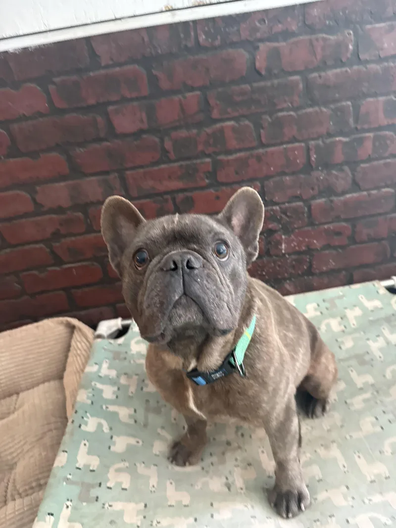Brownie thumbnail 6