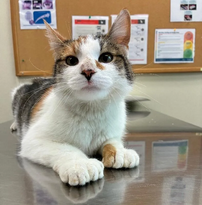 An adult medium-sized female Tortoiseshell Domestic Short Hair cat named Cookie Dough for adoption in Disputanta, VA