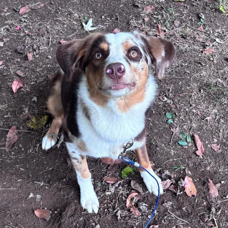 A young small-sized female Australian Shepherd dog named Athena for adoption in Lynchburg, VA