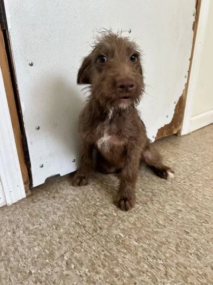 An adult medium-sized male Fox Terrier dog named Lou for adoption in St. Anne, IL