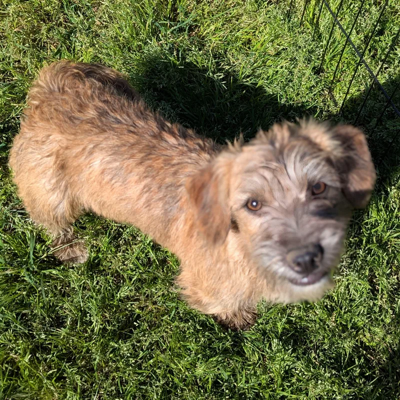 A baby small-sized male Brown / Chocolate Dachshund dog named Chorizo for adoption in Kingsburg, CA