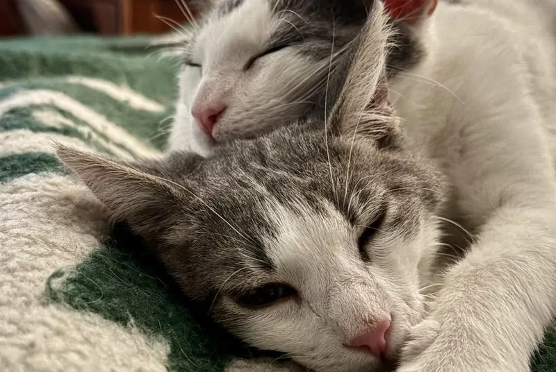 Phineas & Ferb thumbnail 2