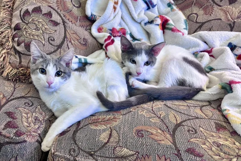 Phineas & Ferb thumbnail 3