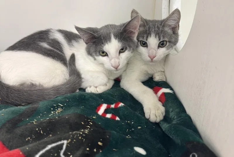 Phineas & Ferb thumbnail 4