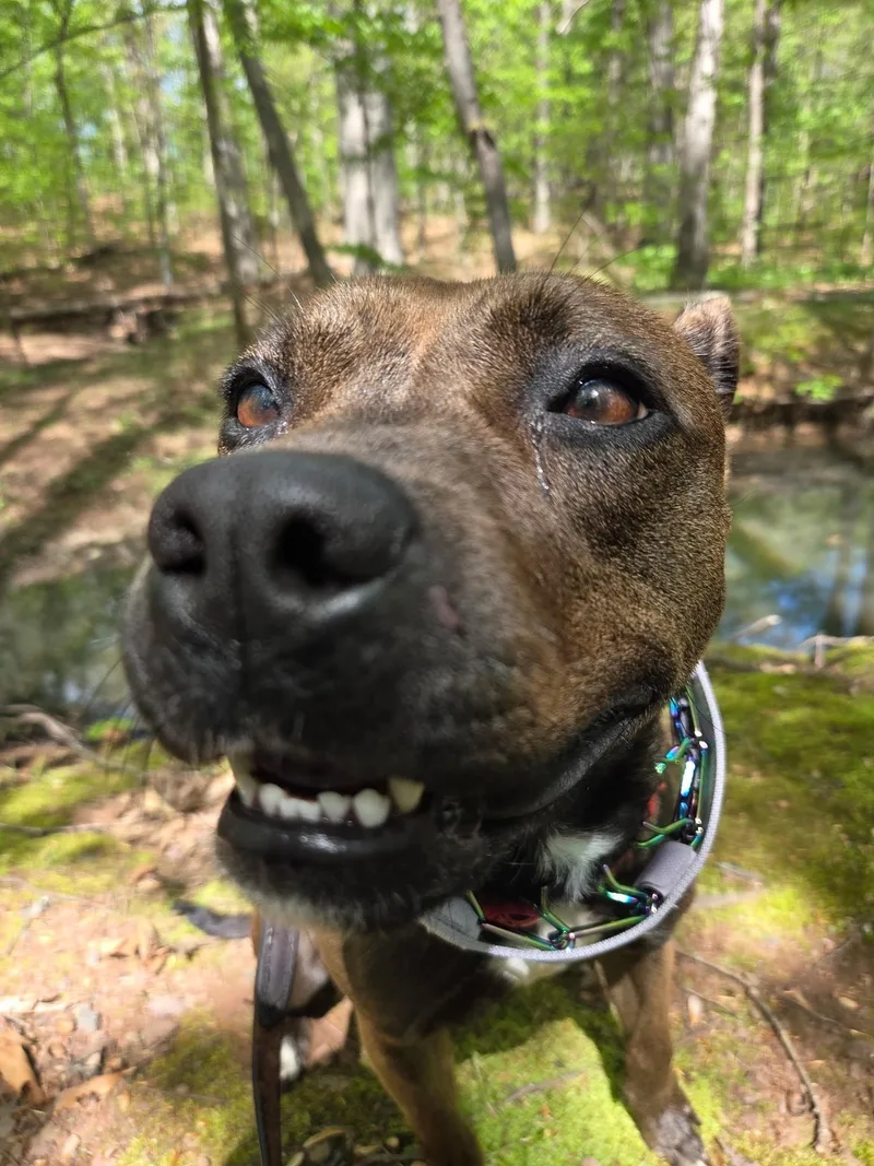 An adult medium-sized female Brown / Chocolate Pit Bull Terrier dog named Nutmeg for adoption in Westminster, MD