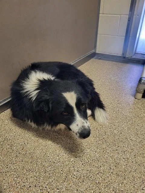 A young medium-sized male Australian Shepherd dog named Cedar for adoption in Albuquerque, NM