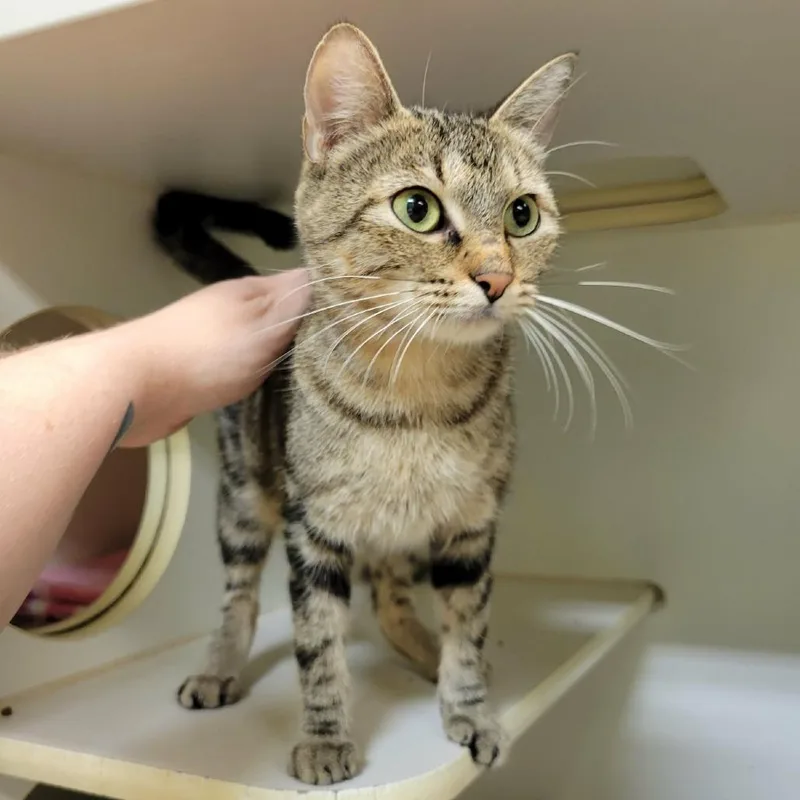 A young medium-sized female Domestic Short Hair cat named Auburn for adoption in Columbia, MO