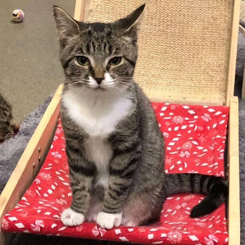 Taco Belle thumbnail 3