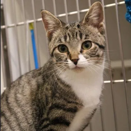 Taco Belle thumbnail 4