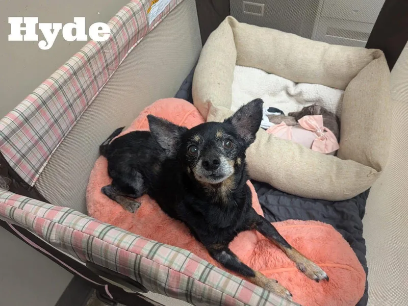A senior small-sized male Chihuahua dog named Hyde for adoption in Stratham, NH