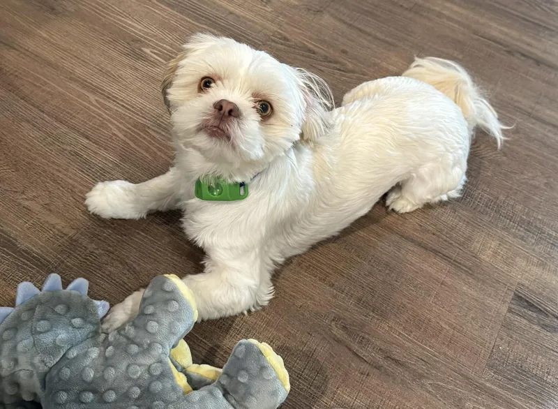A young small-sized male White / Cream Shih Tzu dog named Tucker for adoption in North Freedom, WI