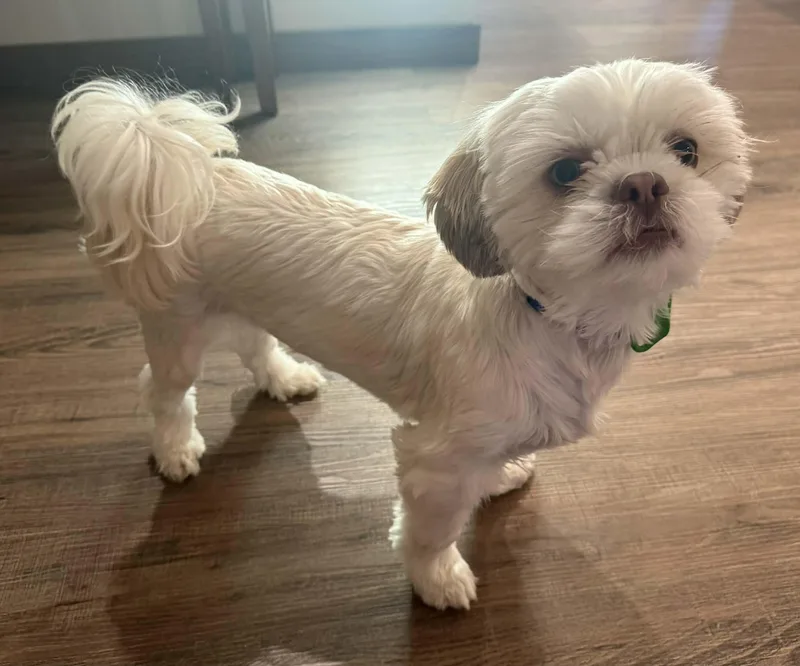 Tucker thumbnail 3