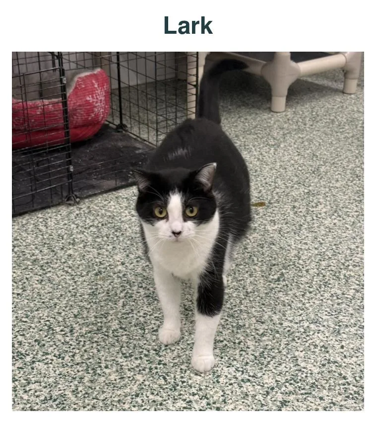 An adult large-sized male Domestic Long Hair cat named Lark for adoption in Richland Center, WI