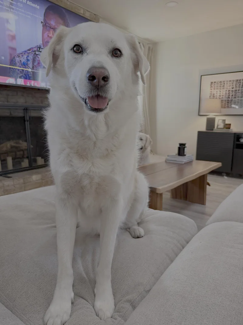 An adult extra large-sized male Great Pyrenees dog named Howie for adoption in Seattle, WA