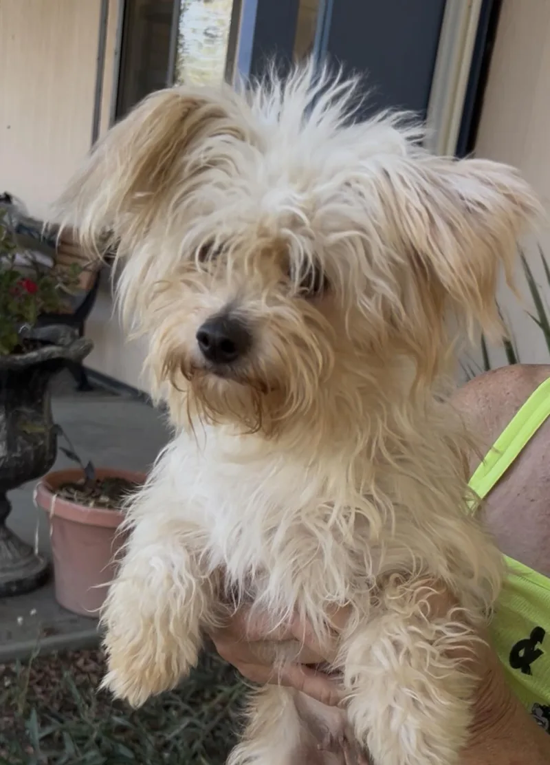 A young small-sized female Terrier dog named Buttercup for adoption in Woodland, CA