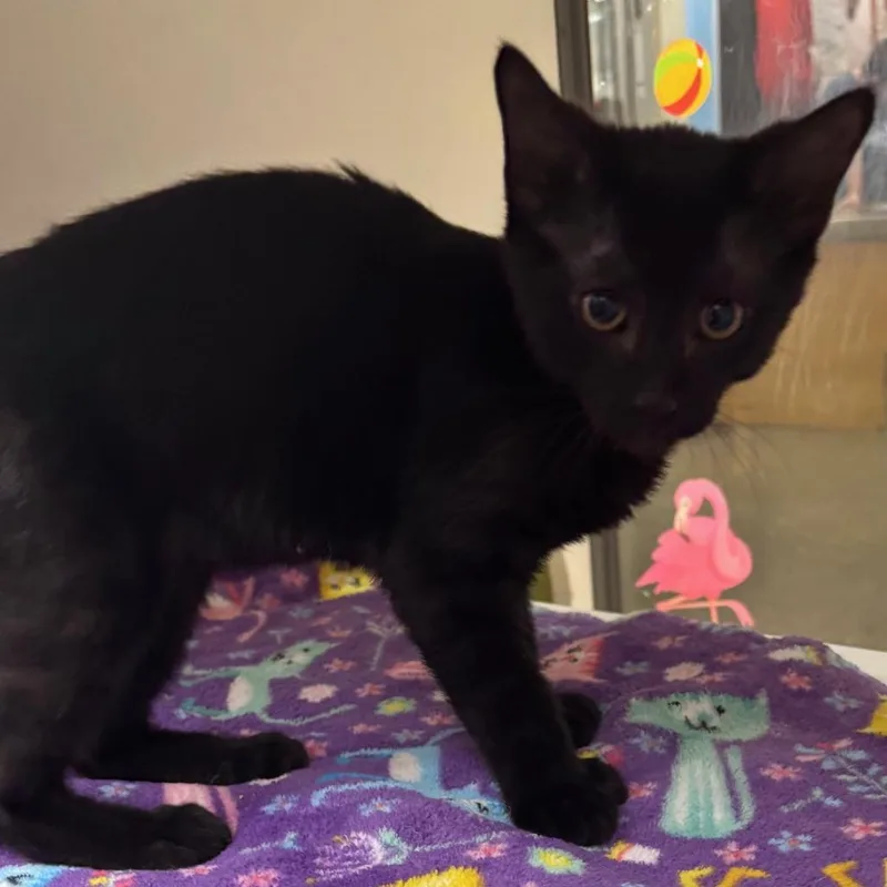 A baby small-sized male Black Domestic Short Hair cat named Panther for adoption in Temecula, CA