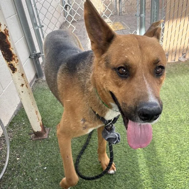 An adult large-sized male German Shepherd Dog dog named Ivan for adoption in Mesa, AZ