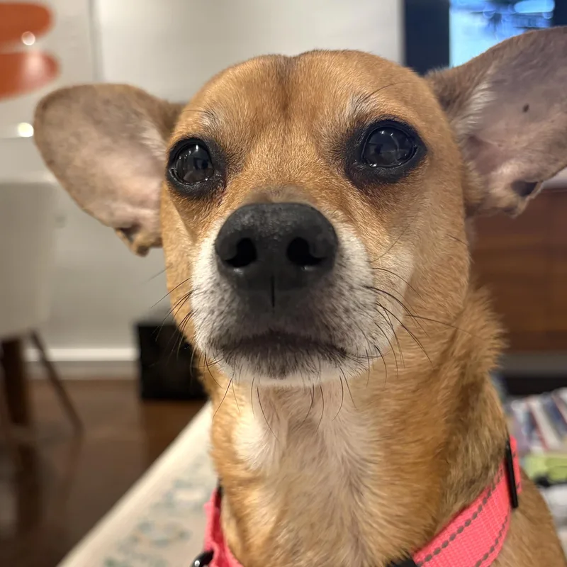 An adult small-sized male Red / Chestnut / Orange Chiweenie dog named Billings for adoption in Brooklyn, NY
