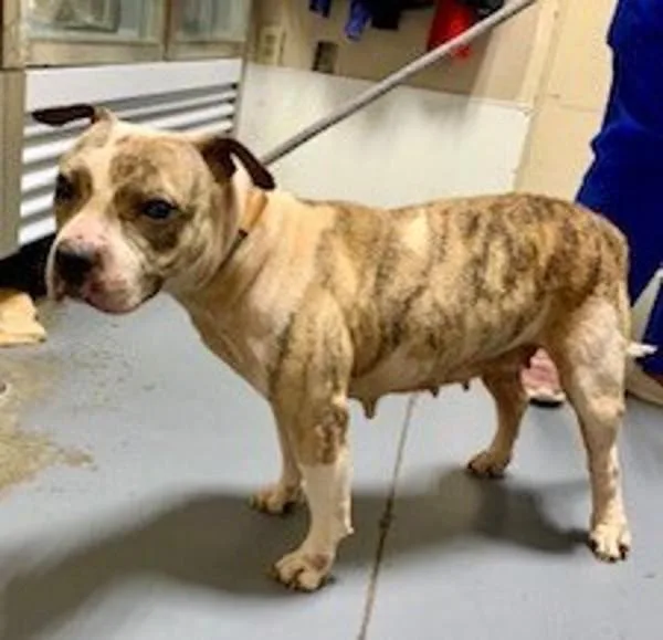 An adult large-sized female Pit Bull Terrier dog named Tink for adoption in Dallas, GA