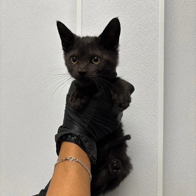 A baby small-sized female Black Domestic Short Hair cat named Carla for adoption in Abilene, TX