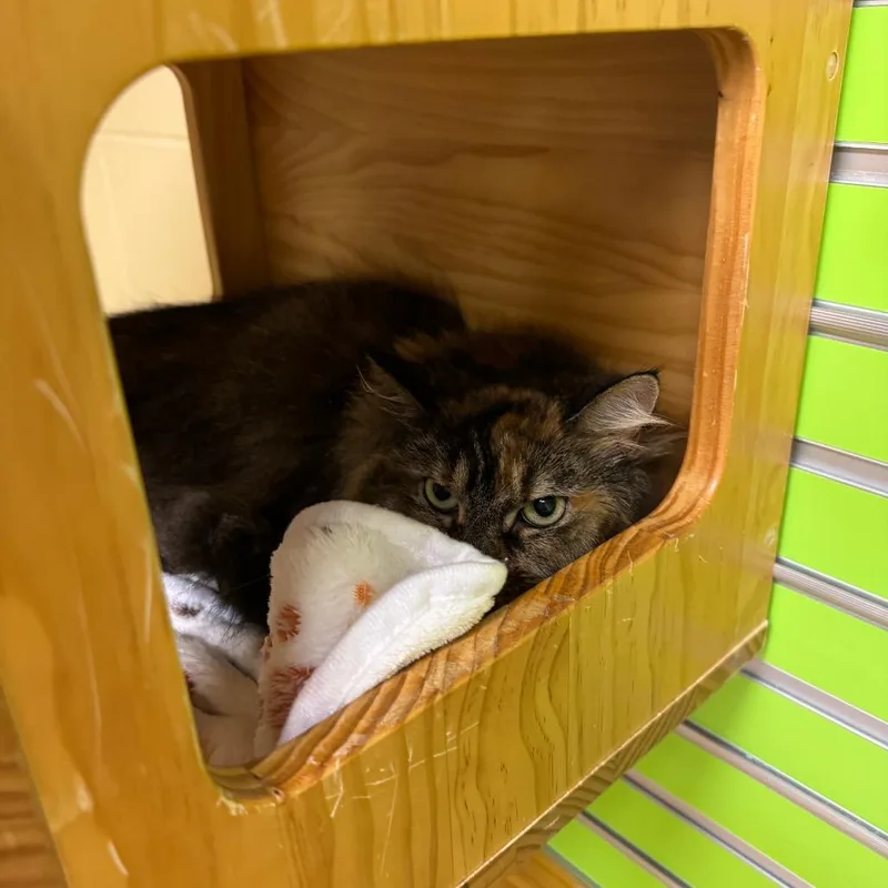 An adult medium-sized female Tortoiseshell Domestic Long Hair cat named Luna for adoption in Waukesha, WI