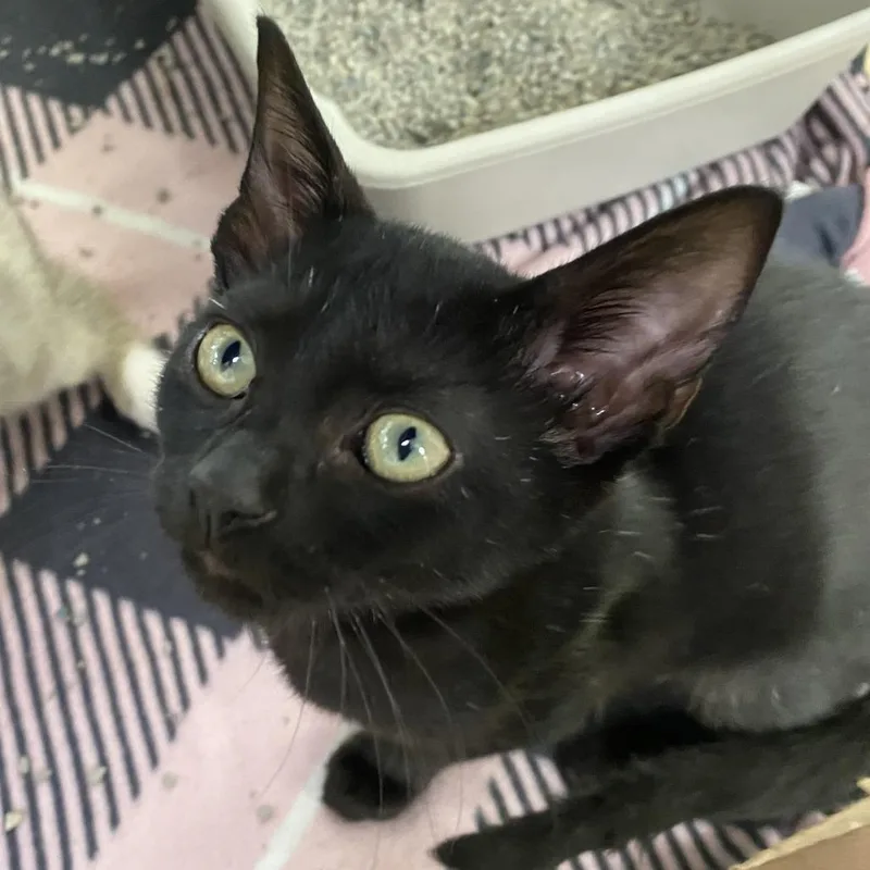 Bruce