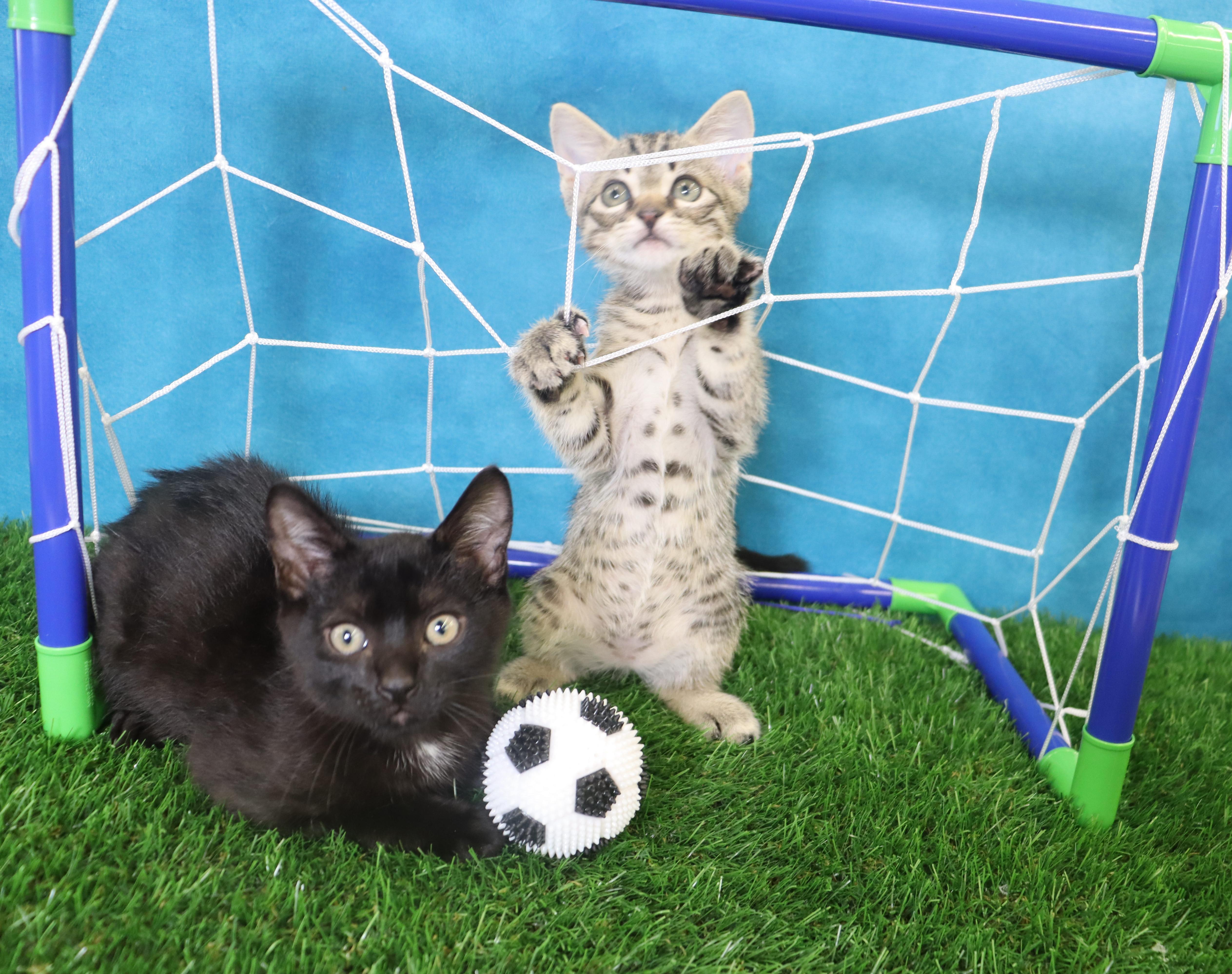 A baby medium-sized male Manx cat named Little Dude Coming for adoption in League City, TX