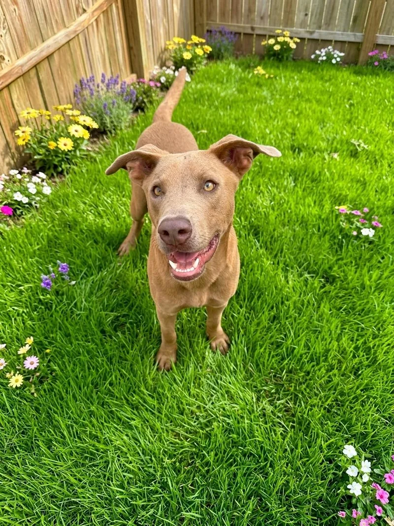 A young medium-sized male Brown / Chocolate Labrador Retriever dog named Brody for adoption in Lancaster, KY