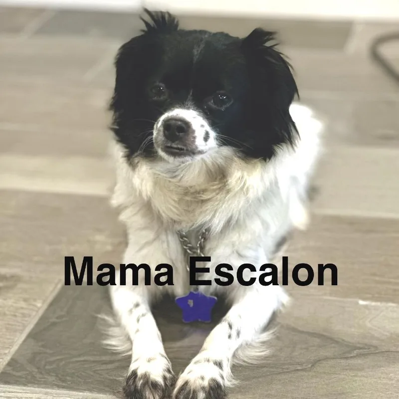 A baby small-sized male Black Mixed Breed dog named Flint for adoption in San Francisco, CA