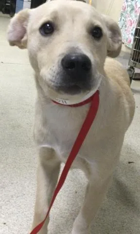 A young small-sized female Boxer dog named Chaparrita for adoption in Riverside, CA