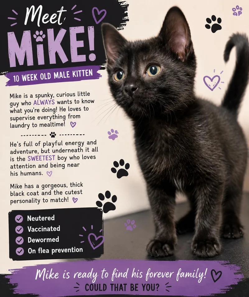 A baby medium-sized male Black Domestic Short Hair cat named Mike for adoption in Saginaw, MI