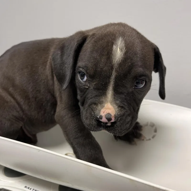 A baby small-sized male Black Mixed Breed dog named Engelbert Humperdinck for adoption in Chattanooga, TN
