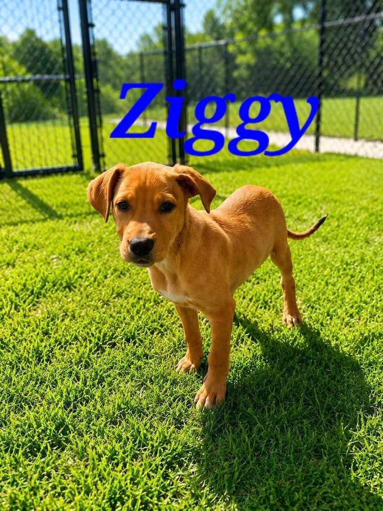 Ziggy