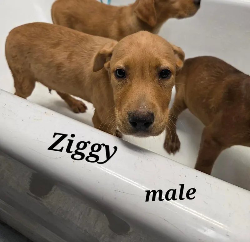 Ziggy thumbnail 2