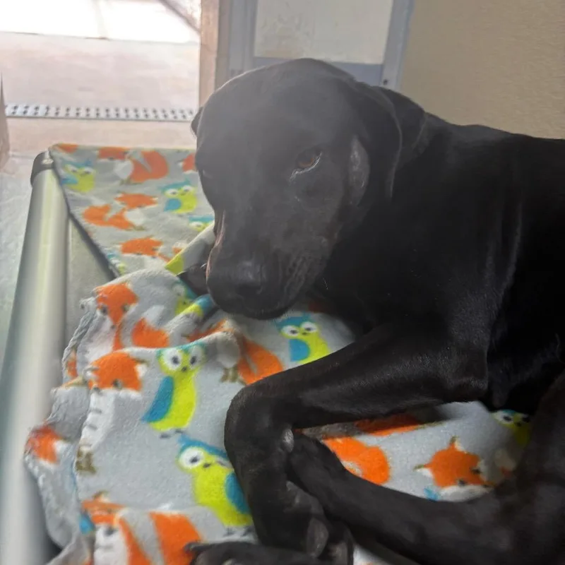 An adult medium-sized female Black Labrador Retriever dog named Sable for adoption in Middleburg, FL